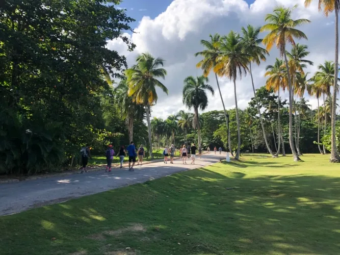 Trees Image